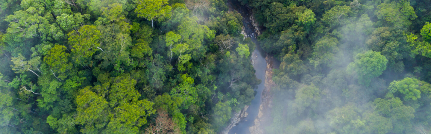Article New carbon credits Code of Practice suggests more robust standards for voluntary markets