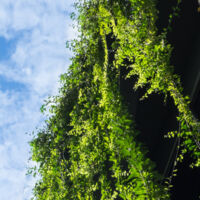 25 WEBART065 Environment Protection and Biodiversity 1400x450 Web