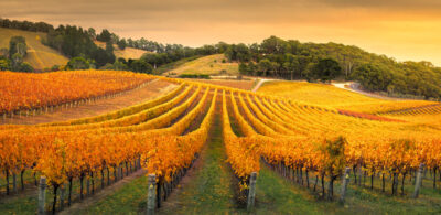 Article More than a trade mark how Geographical Indications could boost Australian business
